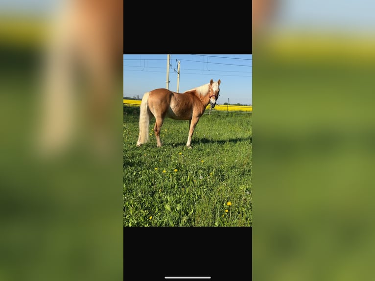 Haflinger Wallach 4 Jahre 159 cm in Wesseling