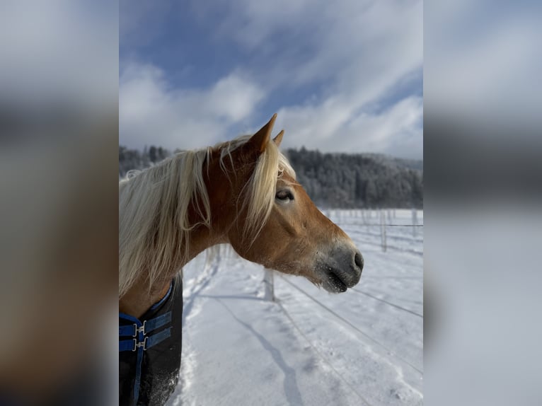Haflinger Wallach 4 Jahre 159 cm Fuchs in Salzburg