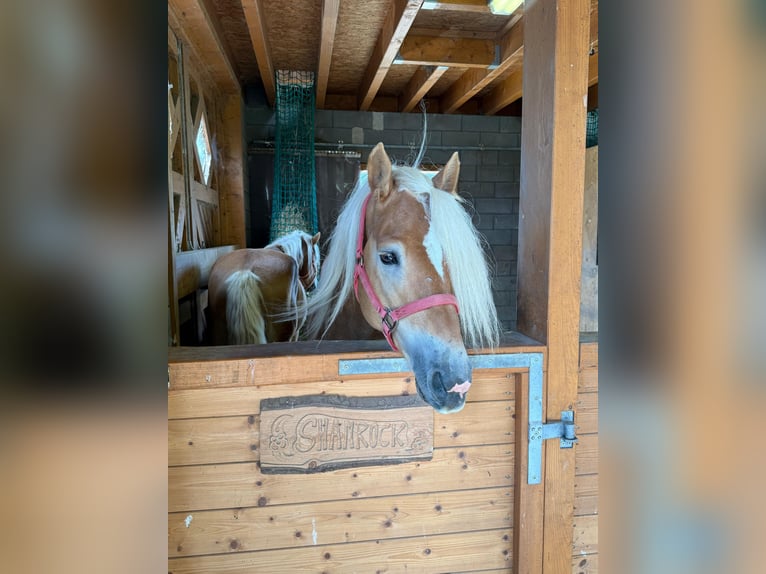 Haflinger Wallach 4 Jahre 160 cm Fuchs in Daleiden