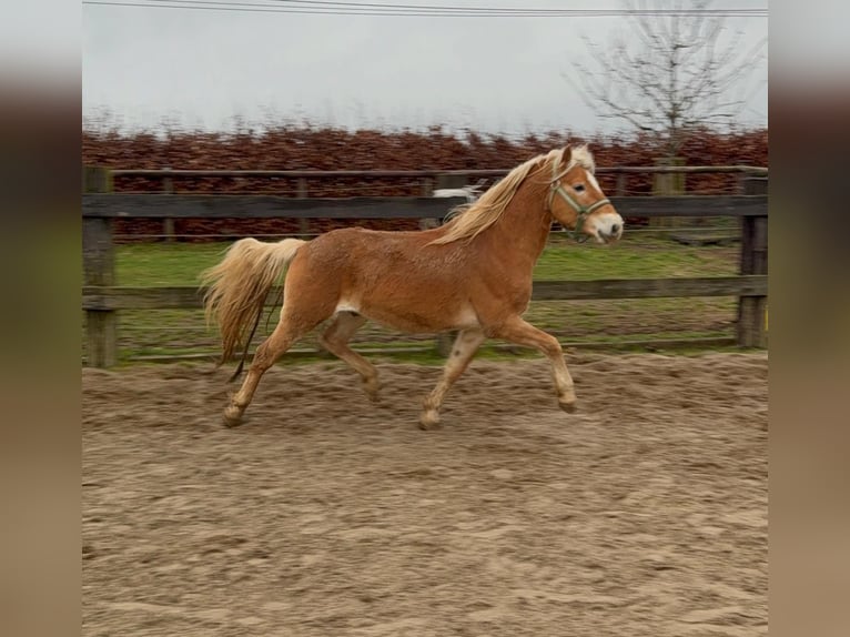Haflinger Wallach 4 Jahre 160 cm Fuchs in Daleiden