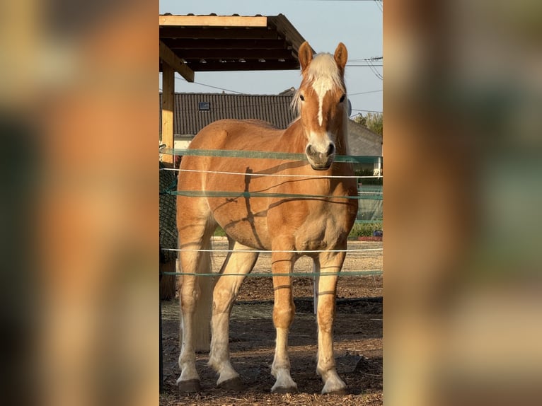 Haflinger Wallach 4 Jahre 162 cm in Wesseling