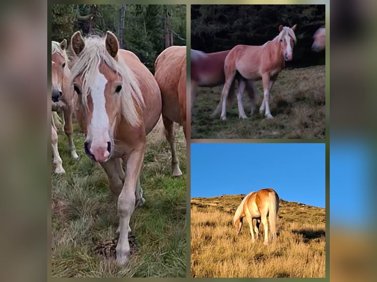 Haflinger Wallach 4 Jahre  in Murauumgebung