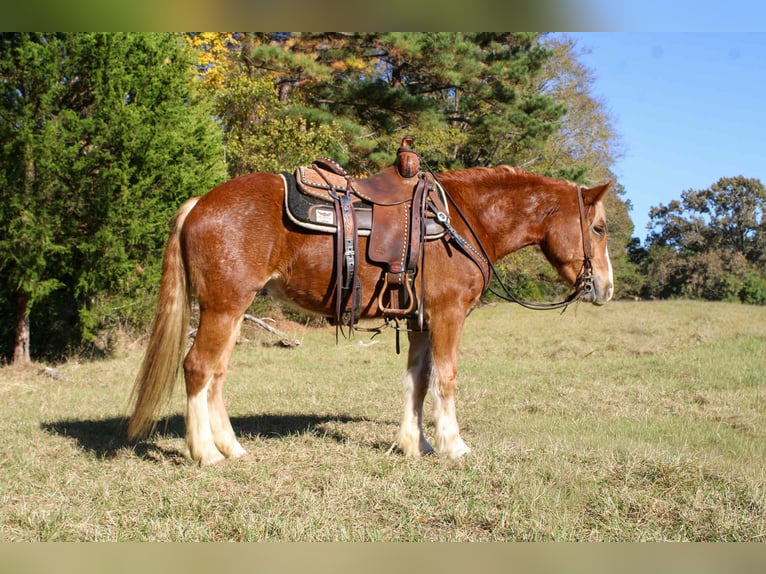 Haflinger Wallach 4 Jahre Dunkelfuchs in RUsk TX