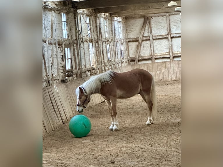 Haflinger Wallach 4 Jahre  in Bad Zwesten