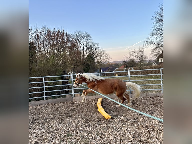 Haflinger Wallach 4 Jahre  in Bad Zwesten