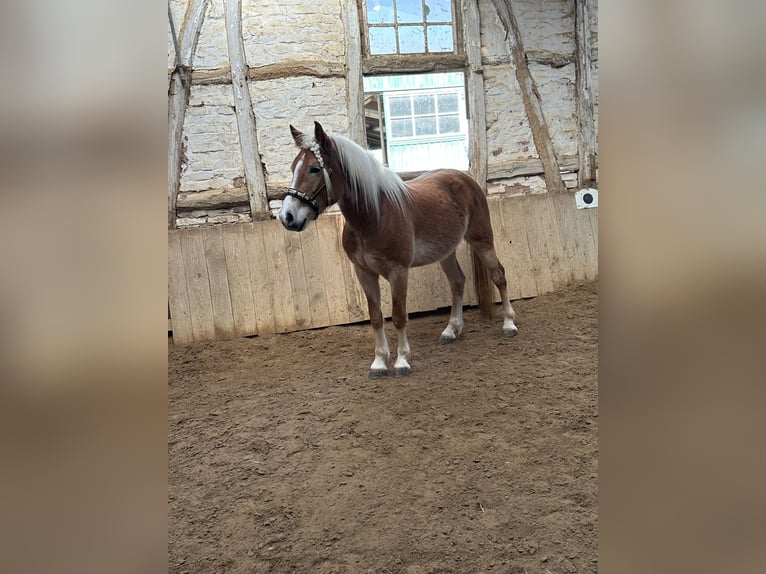 Haflinger Wallach 4 Jahre  in Bad Zwesten