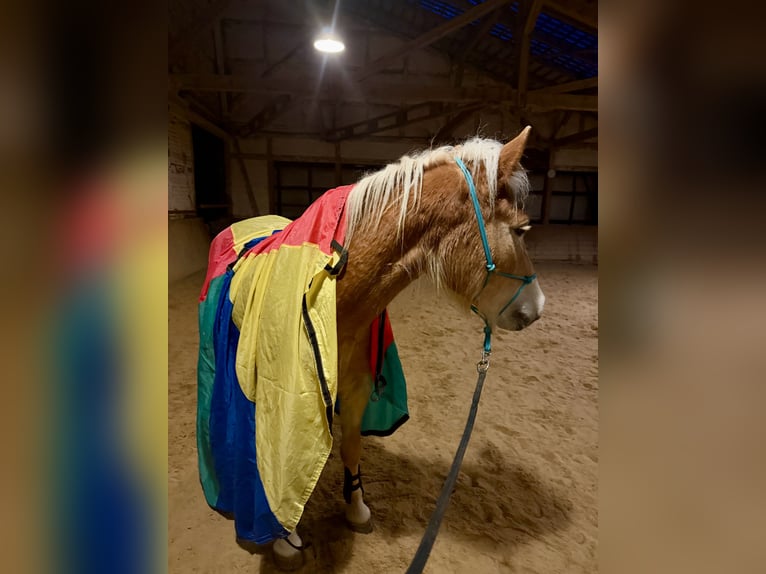 Haflinger Wallach 4 Jahre  in Bad Zwesten
