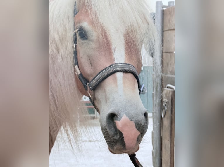 Haflinger Wallach 4 Jahre  in Mosbach