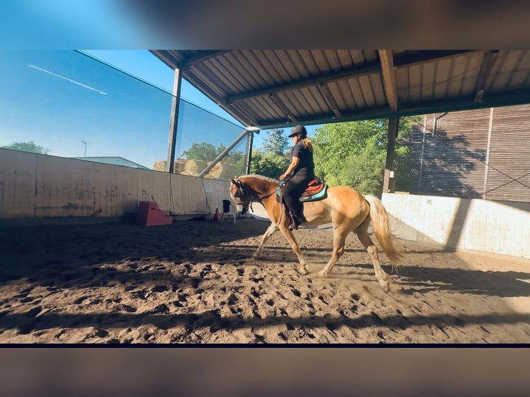 Haflinger Wallach 4 Jahre  in Mosbach