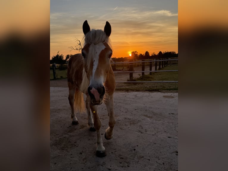 Haflinger Wallach 4 Jahre  in Mosbach