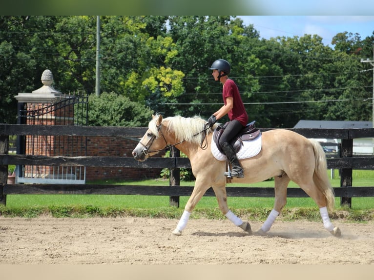 Haflinger Wallach 4 Jahre Palomino in Highland MI