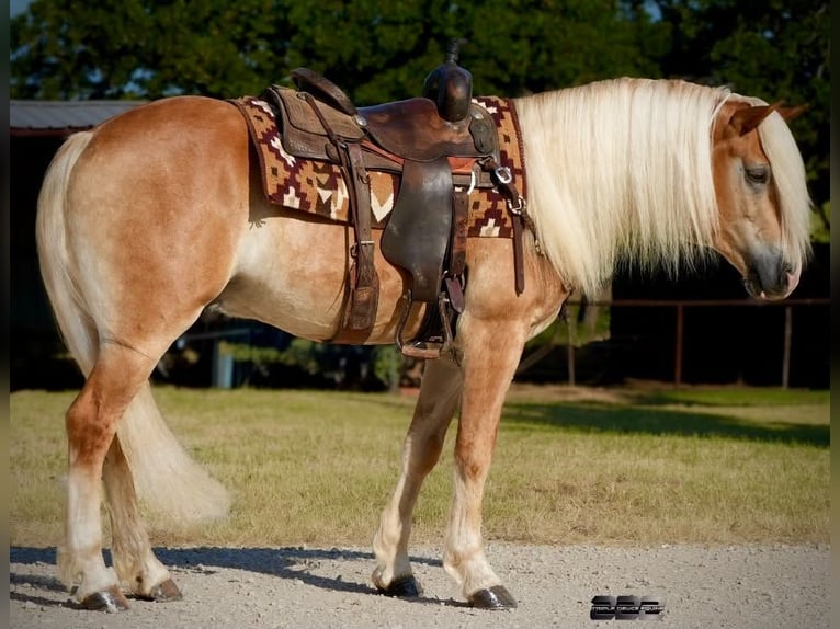 Haflinger Wallach 4 Jahre Palomino in Cisco