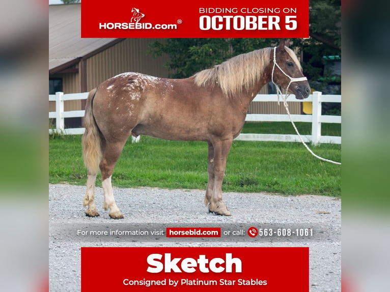 Haflinger Mix Wallach 5 Jahre 142 cm Rotfuchs in Independence