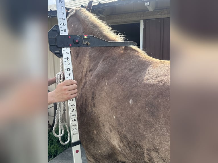 Haflinger Mix Wallach 5 Jahre 142 cm Rotfuchs in Independence