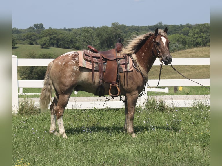 Haflinger Mix Wallach 5 Jahre 142 cm Rotfuchs in Independence