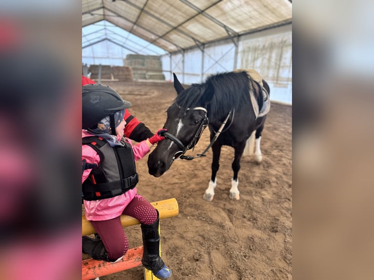 Haflinger Mix Wallach 5 Jahre 143 cm Rappe in Trencin