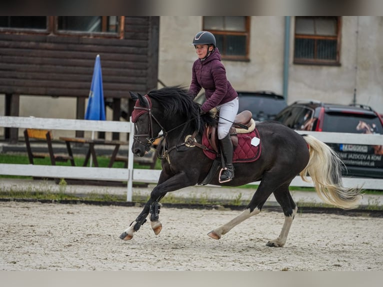 Haflinger Mix Wallach 5 Jahre 143 cm Rappe in Trencin