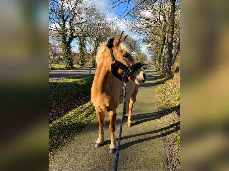 Haflinger Wallach 5 Jahre 144 cm Fuchs in Garrel
