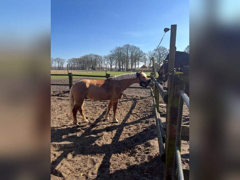 Haflinger Wallach 5 Jahre 144 cm Fuchs in Garrel