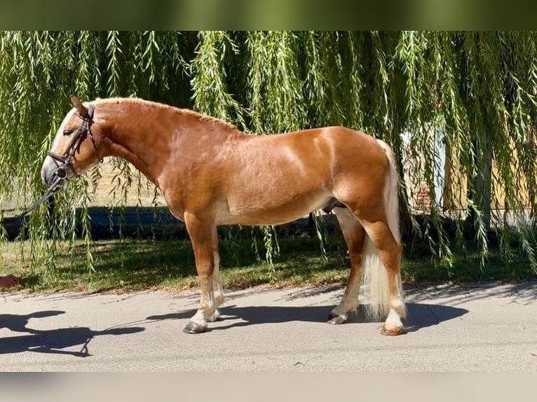 Haflinger Wallach 5 Jahre 144 cm Fuchs in Rechnitz