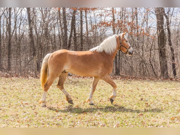 Haflinger Wallach 5 Jahre 145 cm Dunkelfuchs in HOwell MI