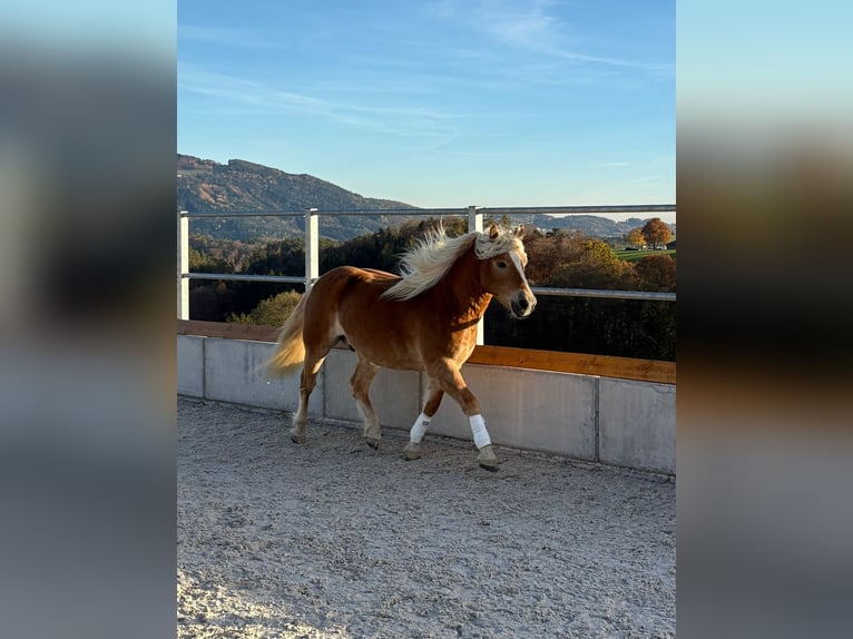 Haflinger Wallach 5 Jahre 145 cm in Wiesenfelden