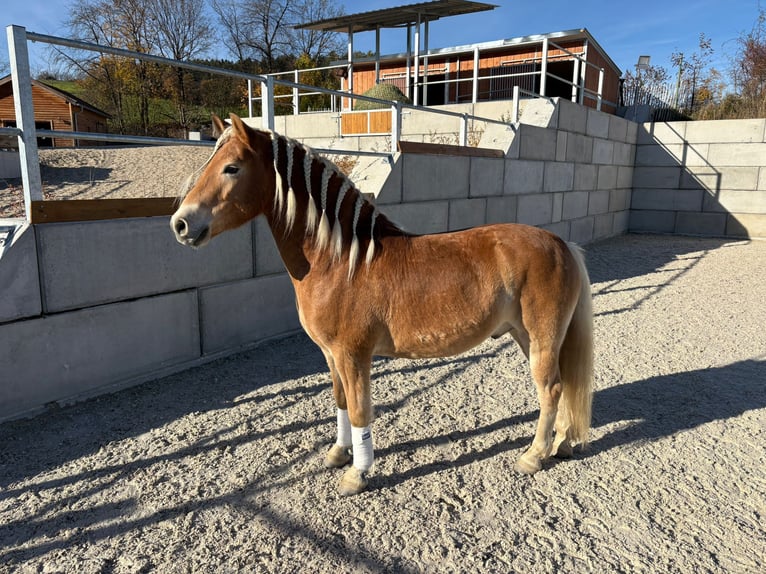 Haflinger Wallach 5 Jahre 145 cm in Wiesenfelden