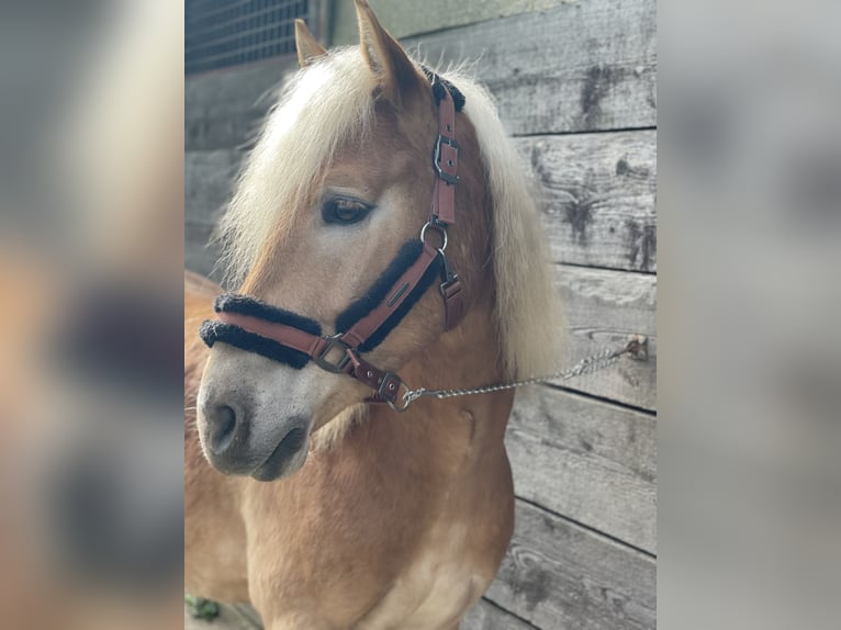 Haflinger Mix Wallach 5 Jahre 145 cm Fuchs in Buchholz (Westerwald)Asbach