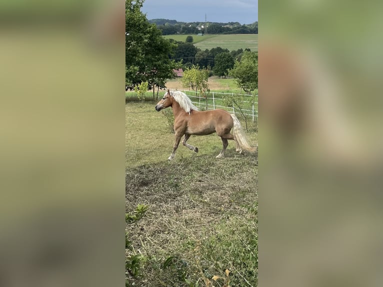 Haflinger Mix Wallach 5 Jahre 145 cm Fuchs in Buchholz (Westerwald)Asbach