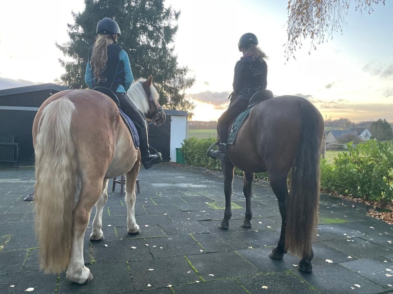 Haflinger Mix Wallach 5 Jahre 145 cm Fuchs in Buchholz (Westerwald)Asbach