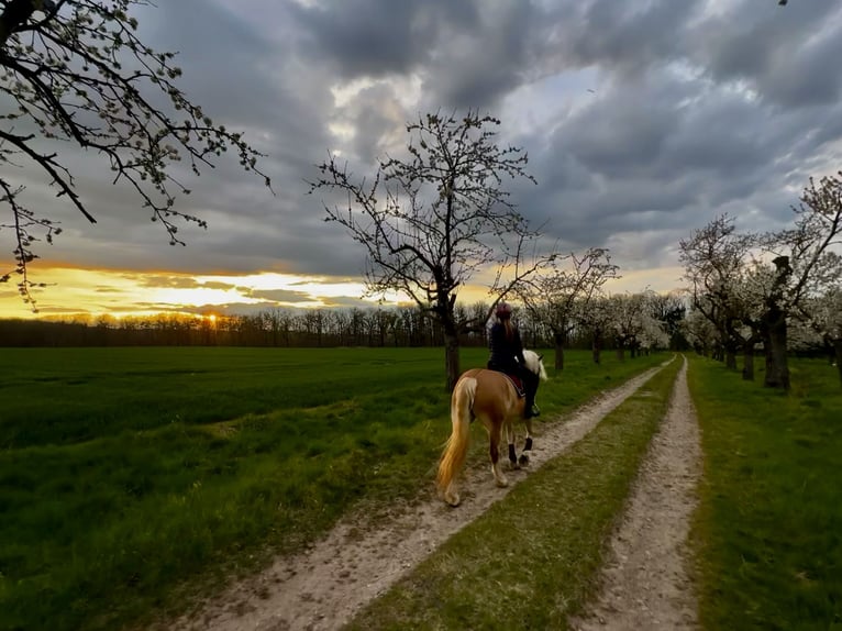 Haflinger Wallach 5 Jahre 145 cm Fuchs in Roßleben-Wiehe