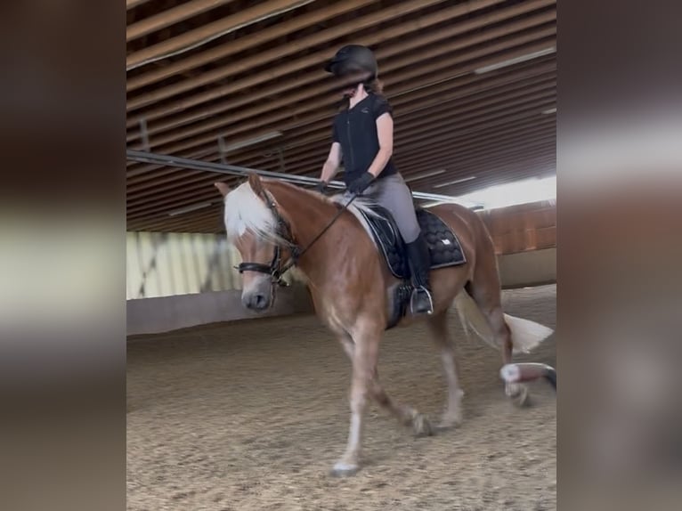 Haflinger Wallach 5 Jahre 145 cm Fuchs in Weisslingen