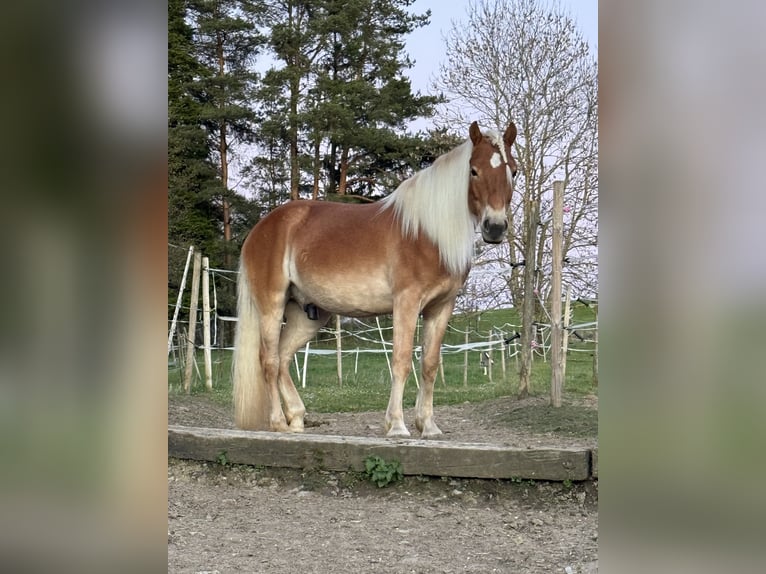 Haflinger Wallach 5 Jahre 145 cm Fuchs in Weisslingen