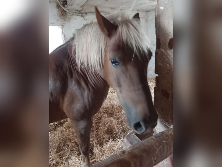 Haflinger Mix Wallach 5 Jahre 146 cm Dunkelbrauner in Albisheim
