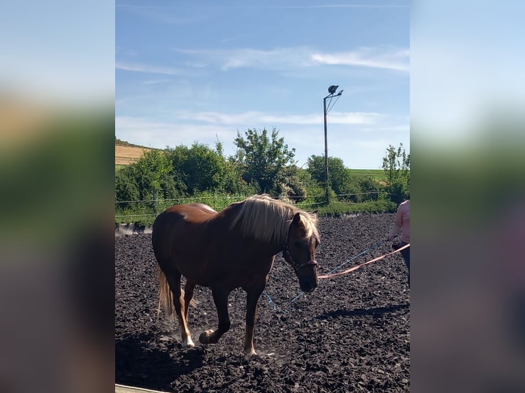 Haflinger Mix Wallach 5 Jahre 146 cm Dunkelbrauner in Albisheim