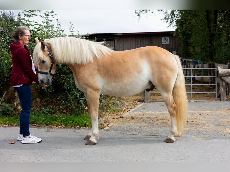 Haflinger Wallach 5 Jahre 146 cm Fuchs in Erndtebrück