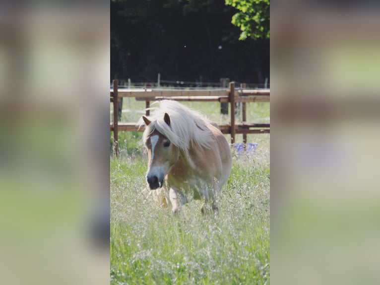 Haflinger Wallach 5 Jahre 146 cm Fuchs in Recklinghausen