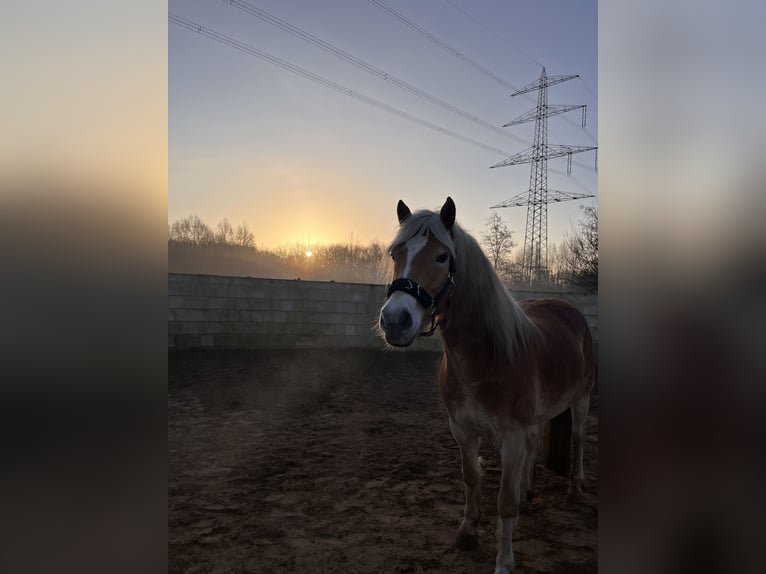 Haflinger Wallach 5 Jahre 146 cm Fuchs in Recklinghausen