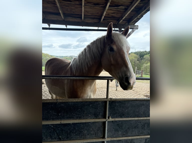 Haflinger Wallach 5 Jahre 146 cm Fuchs in Schwerte