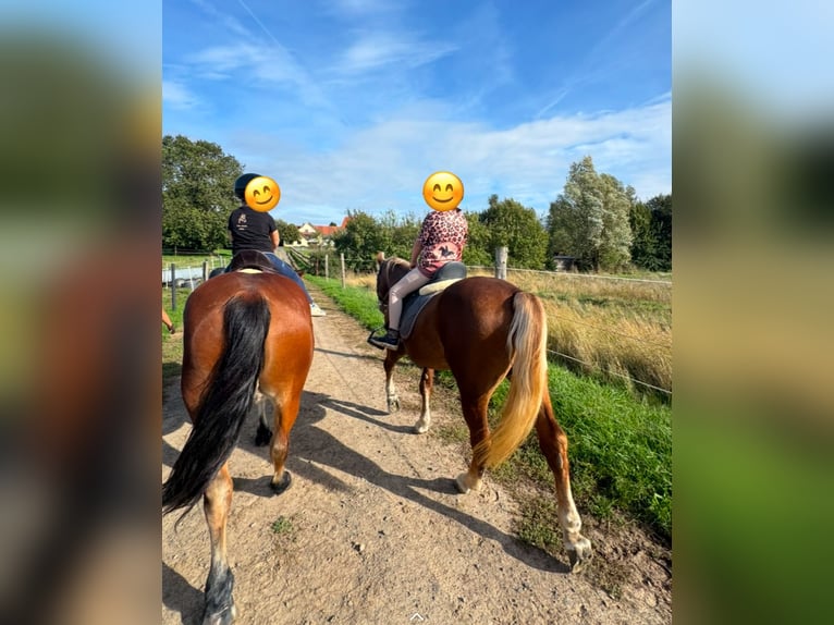 Haflinger Mix Wallach 5 Jahre 147 cm Dunkelfuchs in Stadtallendorf
