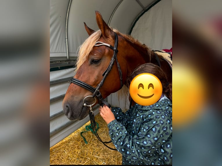 Haflinger Mix Wallach 5 Jahre 147 cm Dunkelfuchs in Stadtallendorf