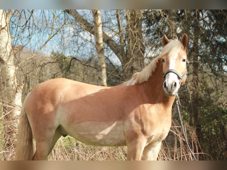 Haflinger Wallach 5 Jahre 147 cm Fuchs in Willenscharen