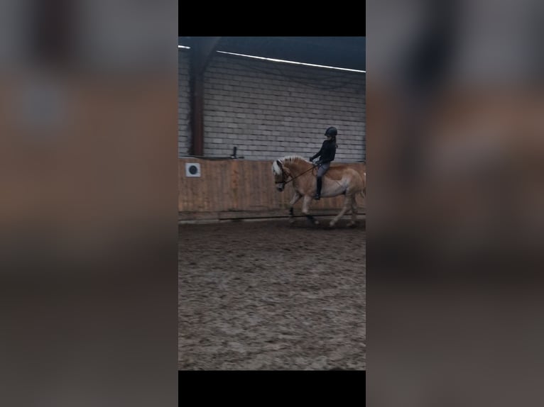 Haflinger Wallach 5 Jahre 147 cm Fuchs in Oldenburg