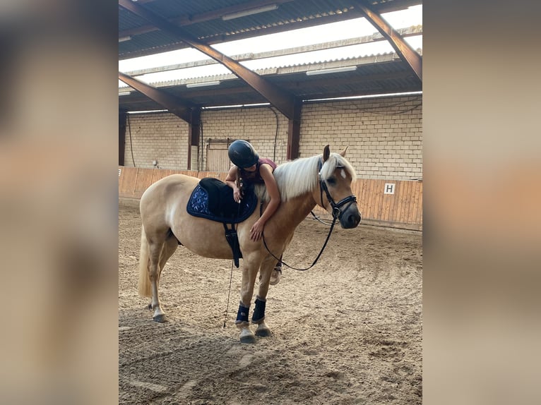 Haflinger Wallach 5 Jahre 147 cm Fuchs in Oldenburg