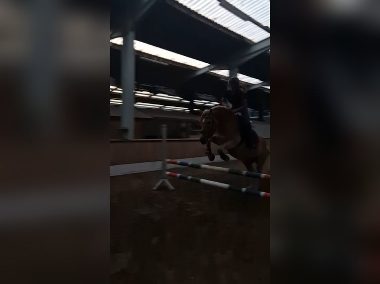 Haflinger Wallach 5 Jahre 147 cm Fuchs in Oldenburg