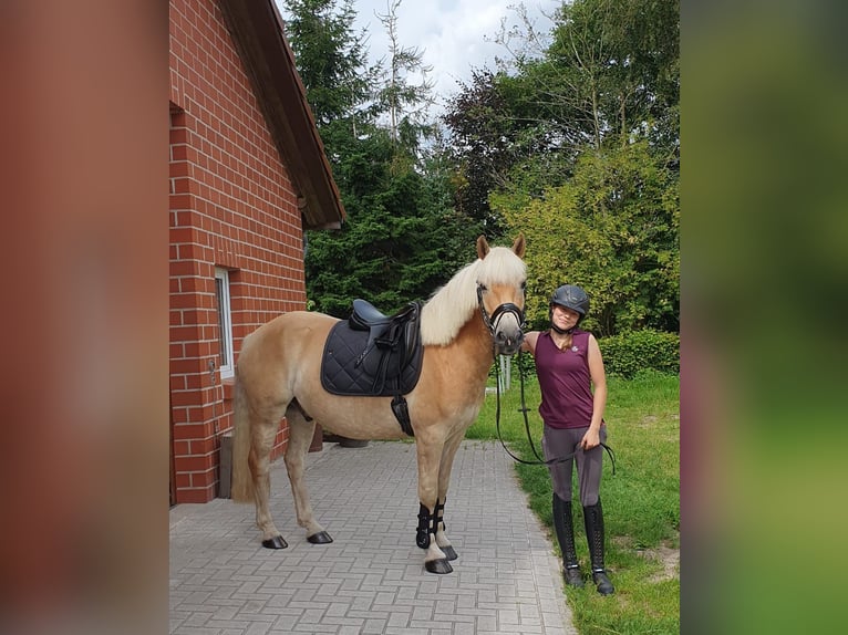 Haflinger Wallach 5 Jahre 147 cm Fuchs in Oldenburg