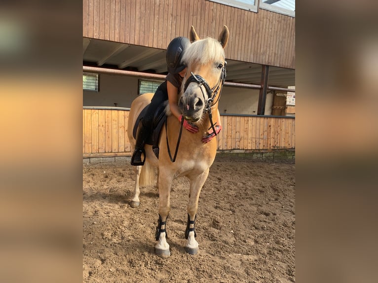 Haflinger Wallach 5 Jahre 147 cm Fuchs in Oldenburg