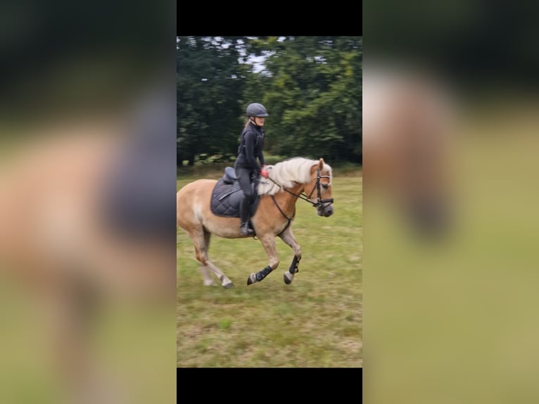 Haflinger Wallach 5 Jahre 147 cm Fuchs in Oldenburg