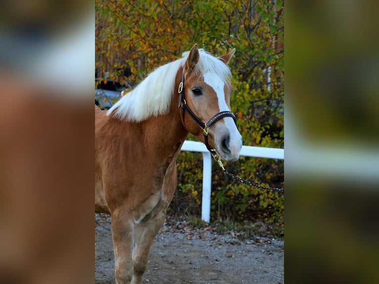 Haflinger Wallach 5 Jahre 147 cm Fuchs in Stra&#xDF;walchen