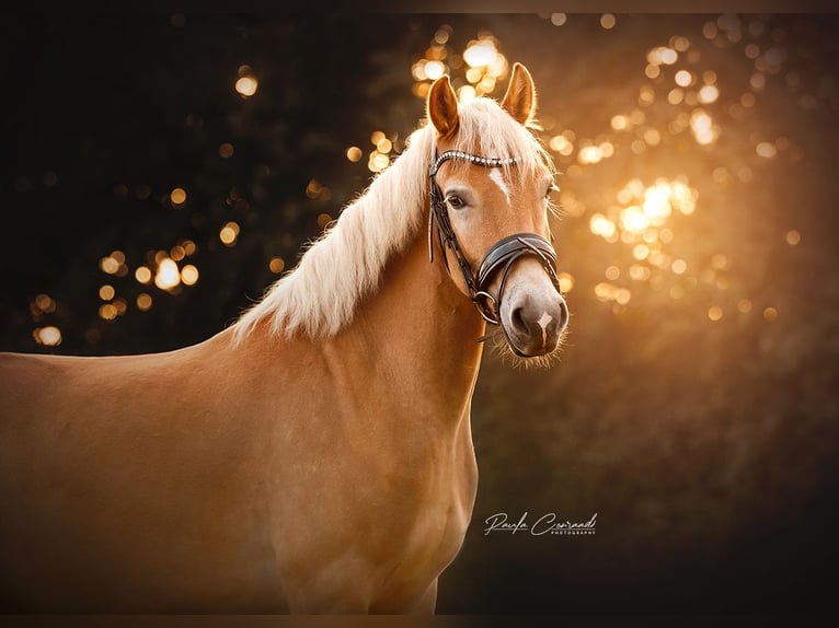 Haflinger Wallach 5 Jahre 147 cm Palomino in Hulsberg